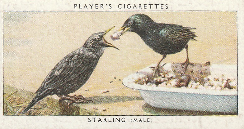 PLAYER CIGARETTES TOBACCO CARD - BIRDS & THEIR YOUNG - MALE STARLING