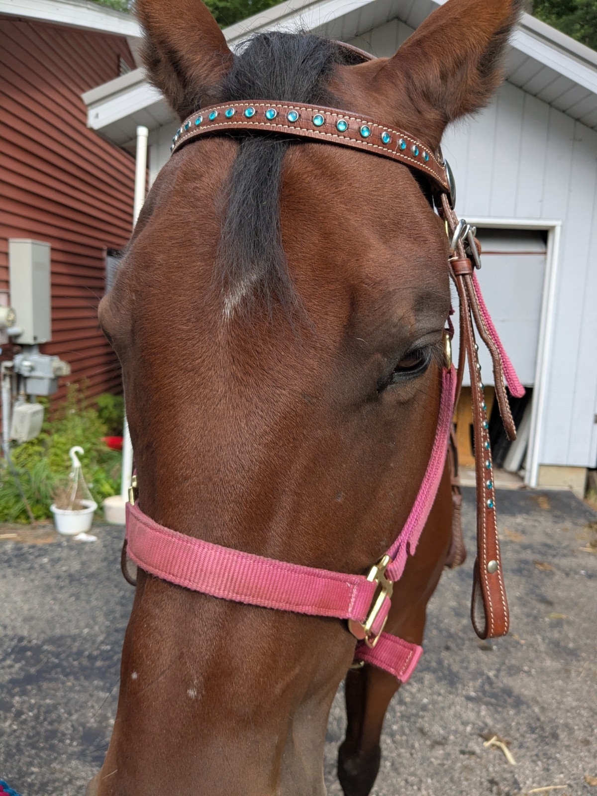 bridles for horses