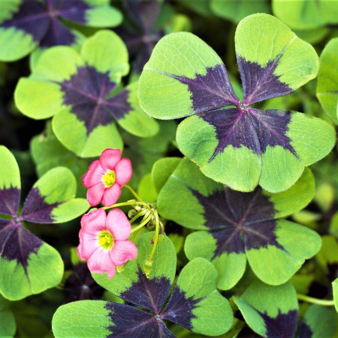Iron Cross Shamrock Bulbs - 20 Bulbs to Plant - Good Luck Plant - Fast Growin...