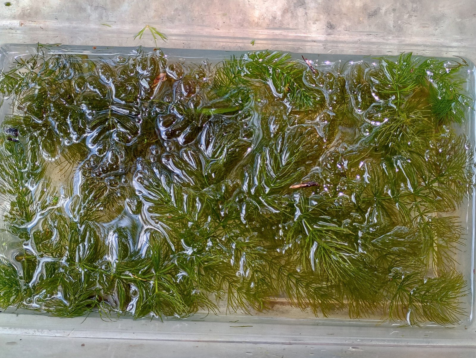 Hornwort Coontail (C. demersum) pond aquarium plant 36"+ Clear Water Plant