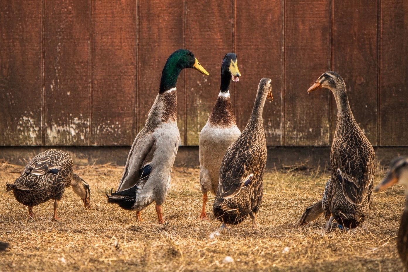 6++ Grey (Mallard) Indian Runner Duck Hatching Eggs