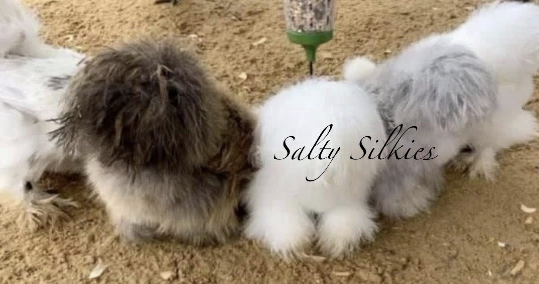 Silkie Hatching Eggs 10+