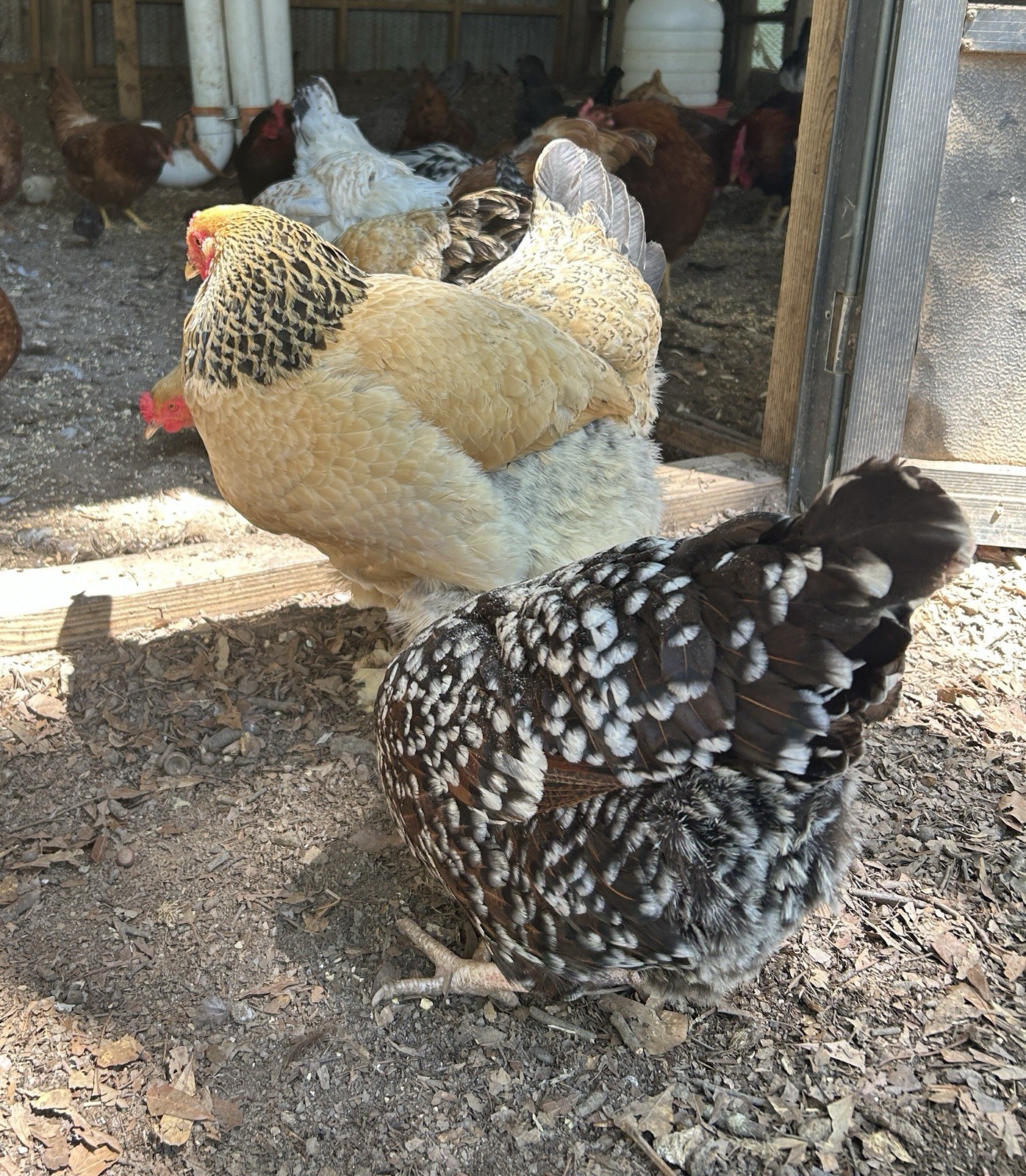BYM Large Fowl Dozen Hatching Eggs