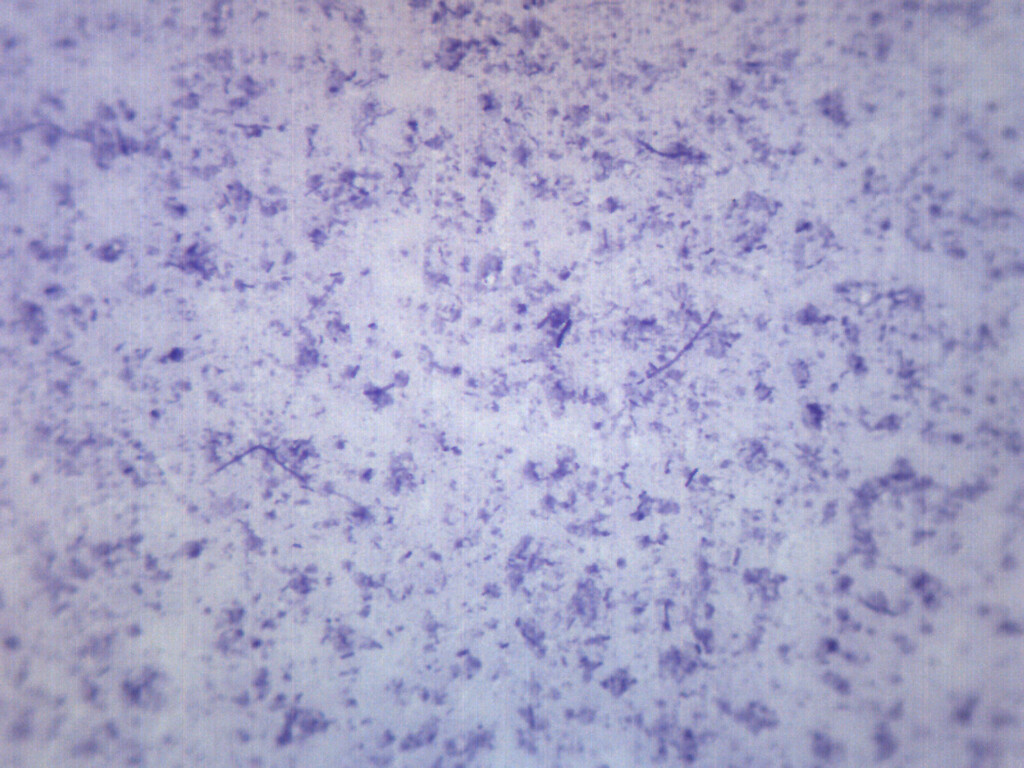 Bacillus Culture - Prepared Microscope Slide - 75x25mm - Eisco Labs