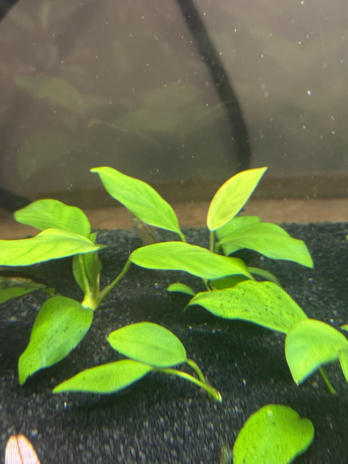 Anubias Heterophylla - Freshwater Live Aquarium Plant - 4”- 6” (+FREE XMAS MOSS)