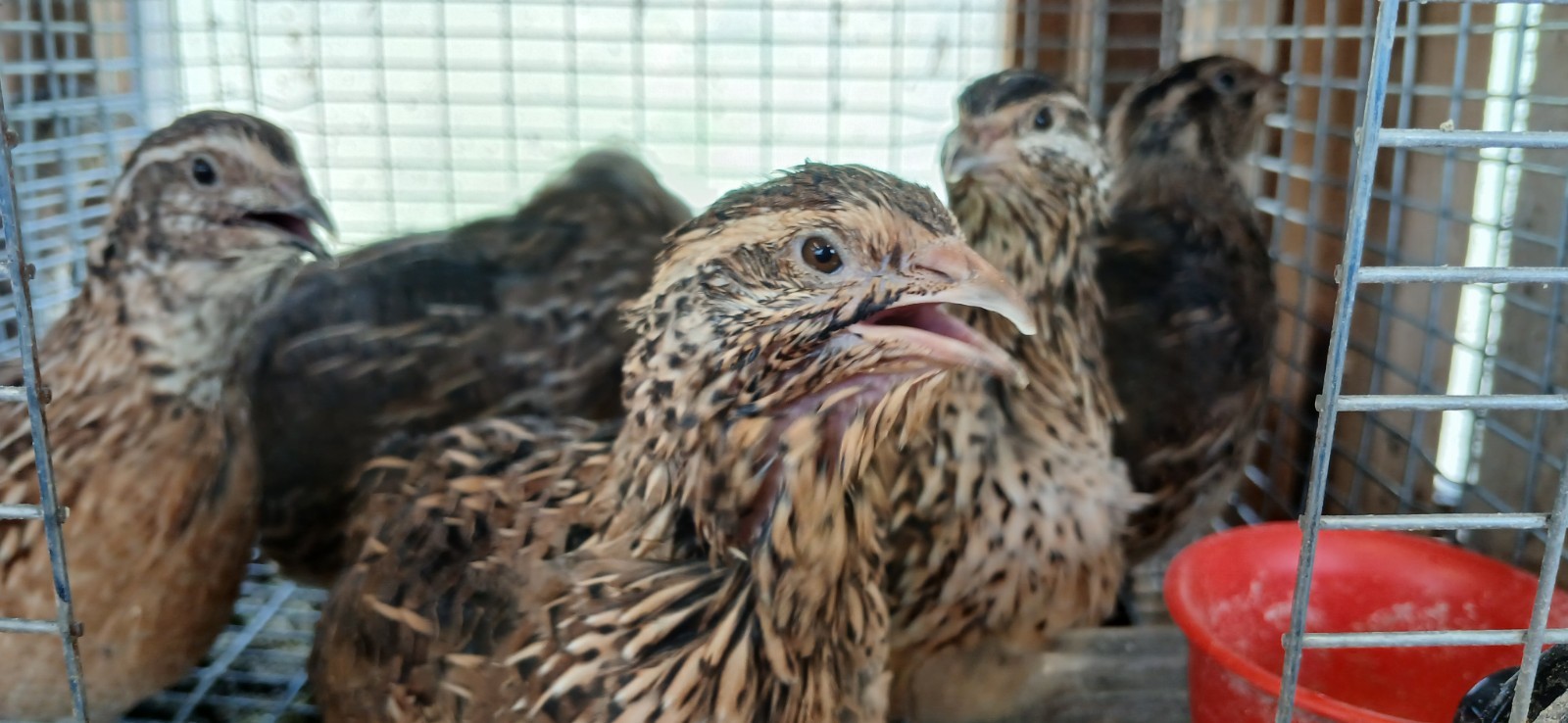 60 + Fertile Jumbo Coturnix Quail Hatching Eggs. FREE SHIPPING