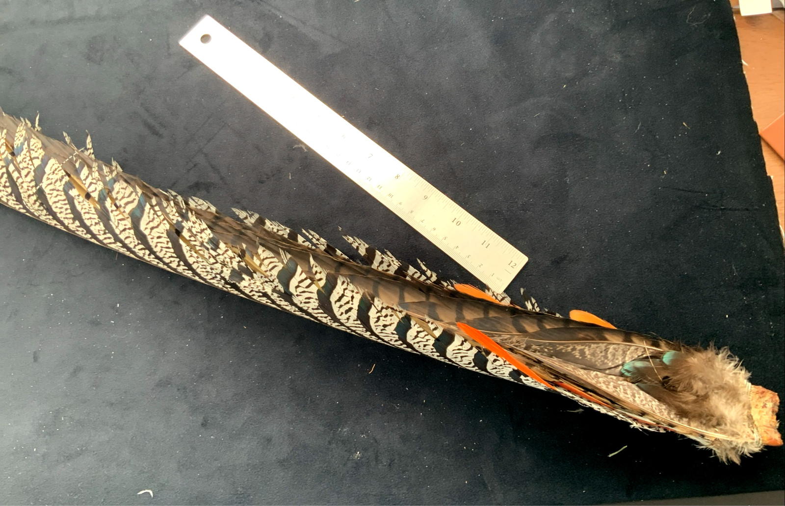 Lady Amherst's Pheasant feathers