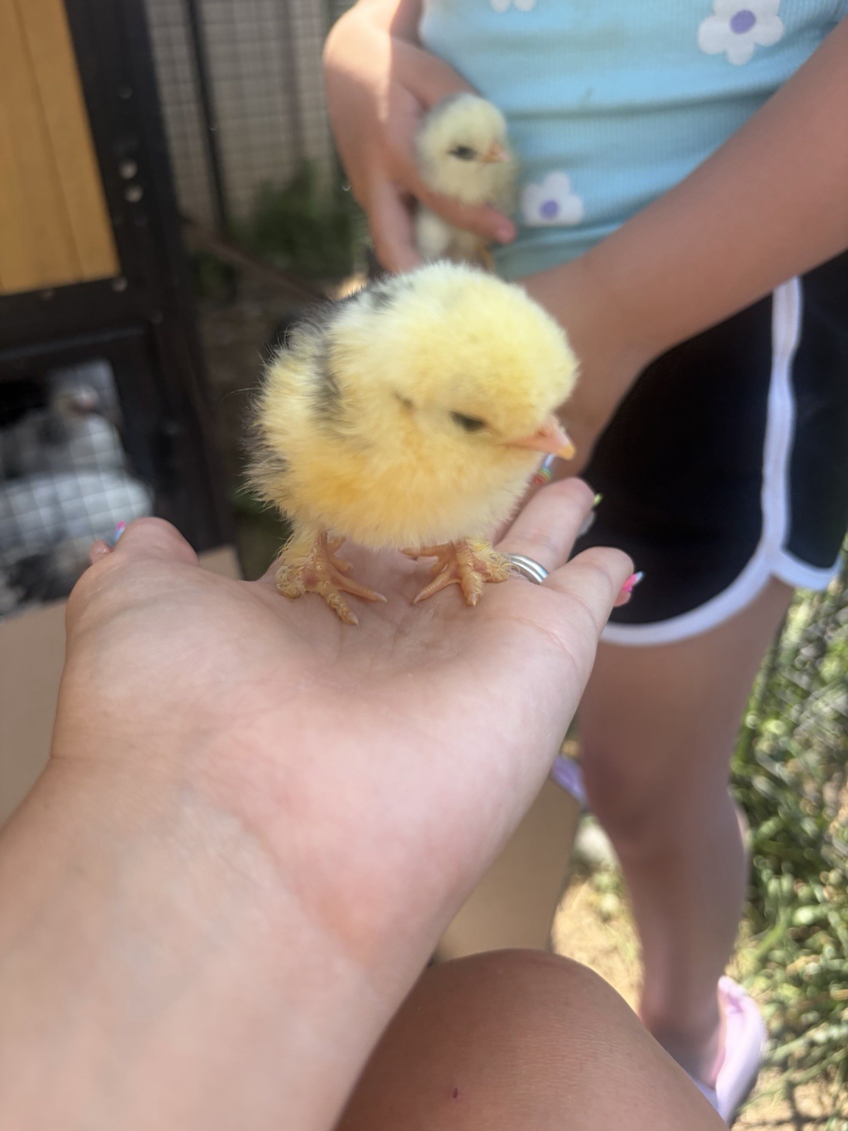 12+ Barnyard Mix Hatching Eggs