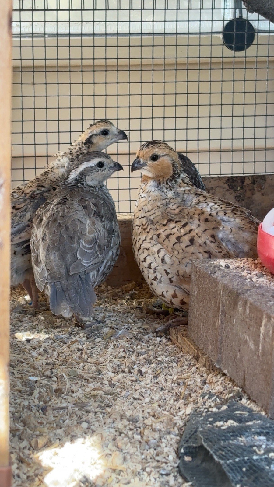 24+ Mixed Bobwhite Hatching Eggs