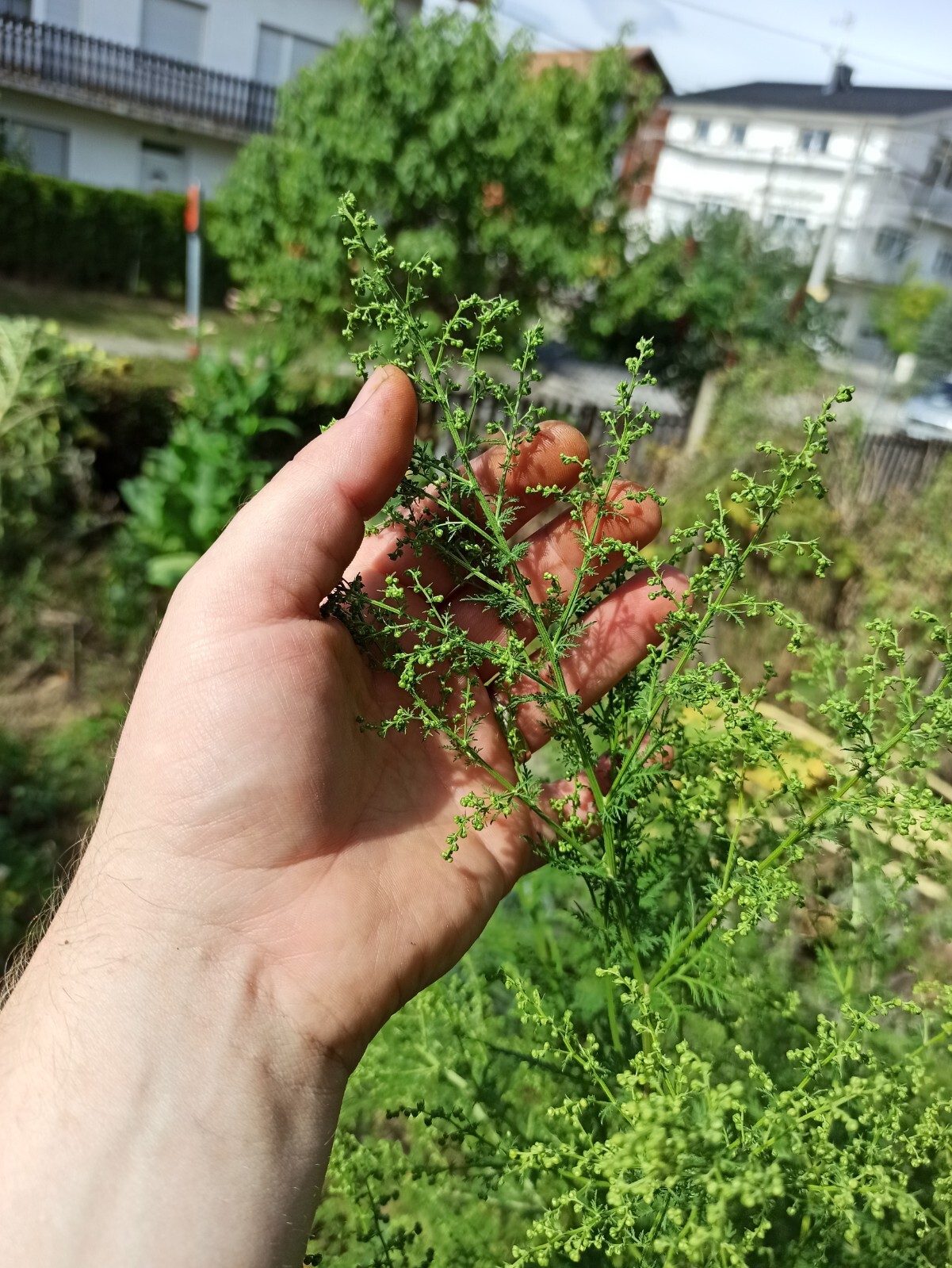 Sweet wormwood (Artemisia annua) - 1000 seeds
