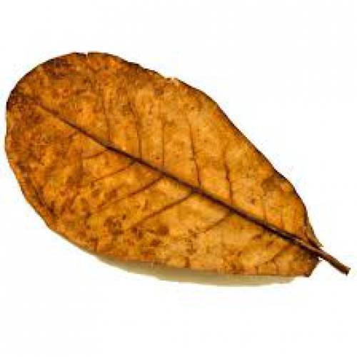 ALMOND Catappa - OVER  40  MIXED  LEAVES  PET  SUPPLIES - fish  and others