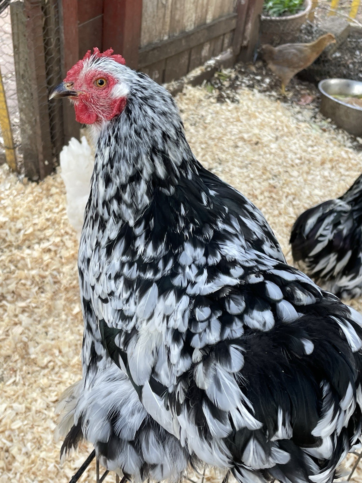 Mottled Cochin Bantam hatching eggs 6