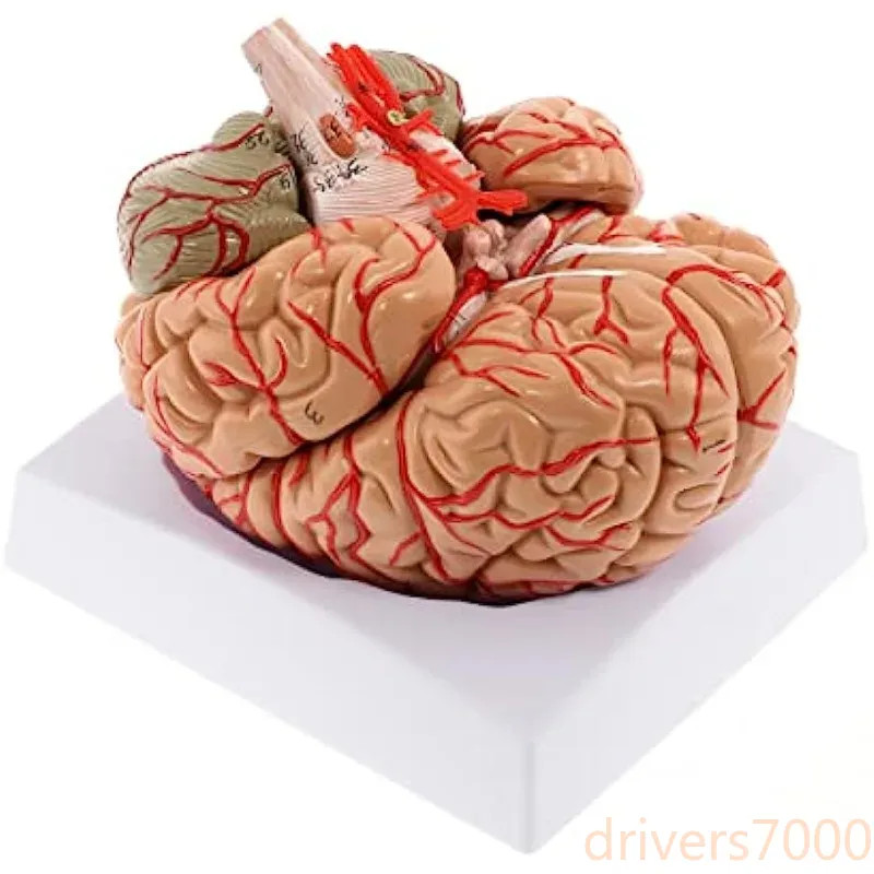 1: 1 Life Size Human Anatomical Brain Organ Medical Nurse Teaching Anatomy Model