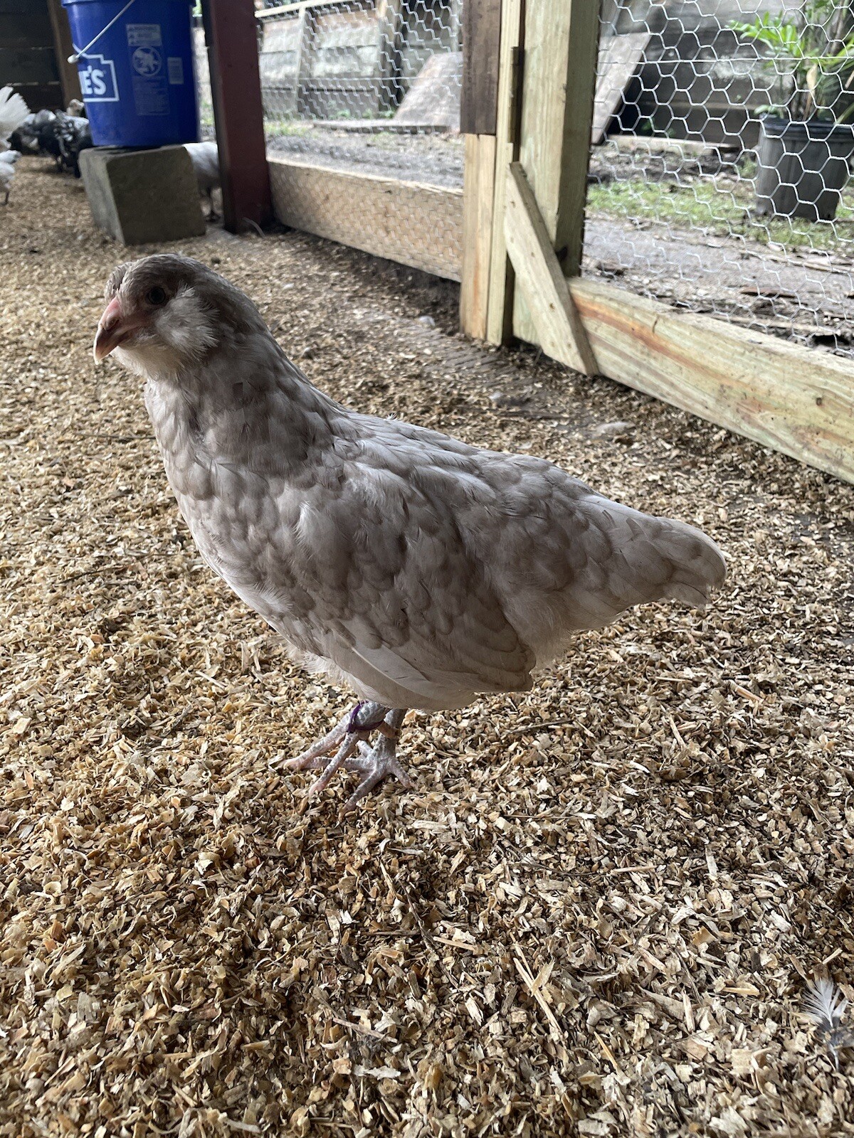 (6) Mauve and Chocolate Ameraucana Hatching Eggs - Possible Mottled Split!