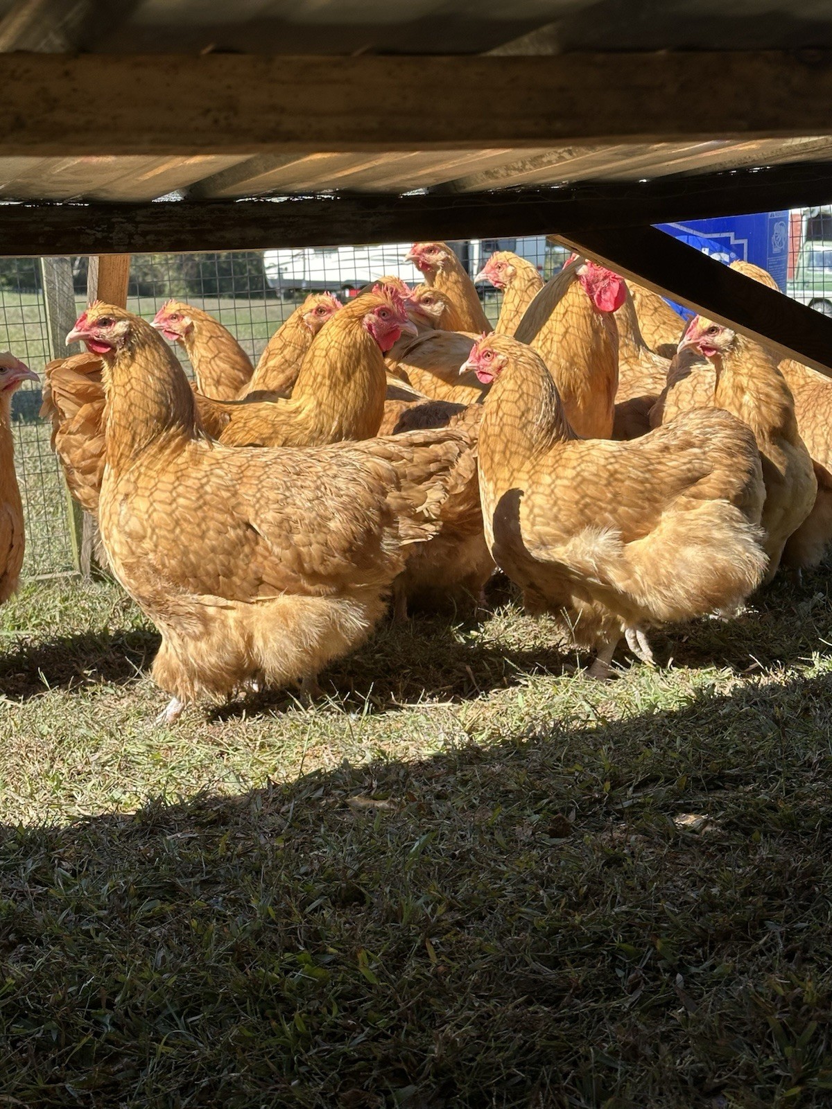 English Buff Orpington Hatching Eggs 10+
