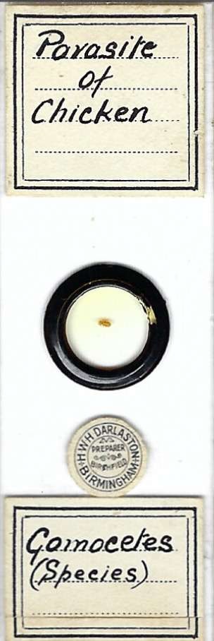 Parasite of Chicken w.m. Microscope Slide by H. W. H. Darlaston