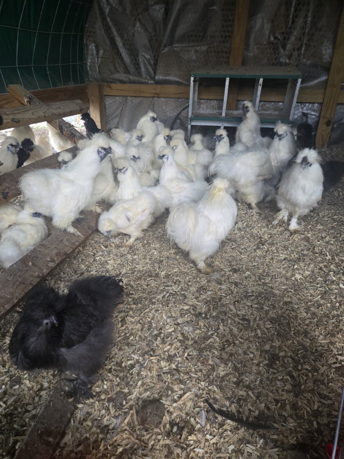Silkies Chicken Hatching Eggs 12 Plus  2 Extra. Mixed Blue And White.