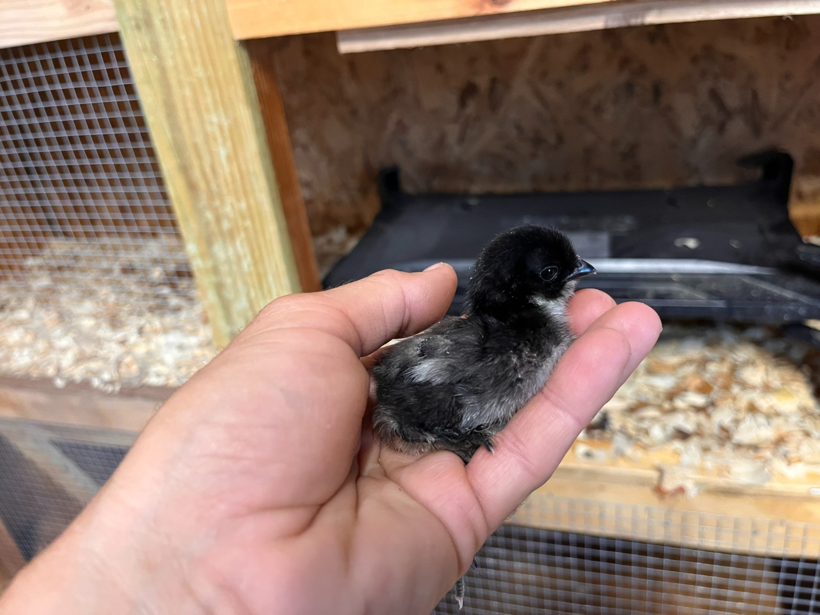 10+2 Bantam D'Uccle/Silkie Hatching Eggs- NPIP/AI Clean