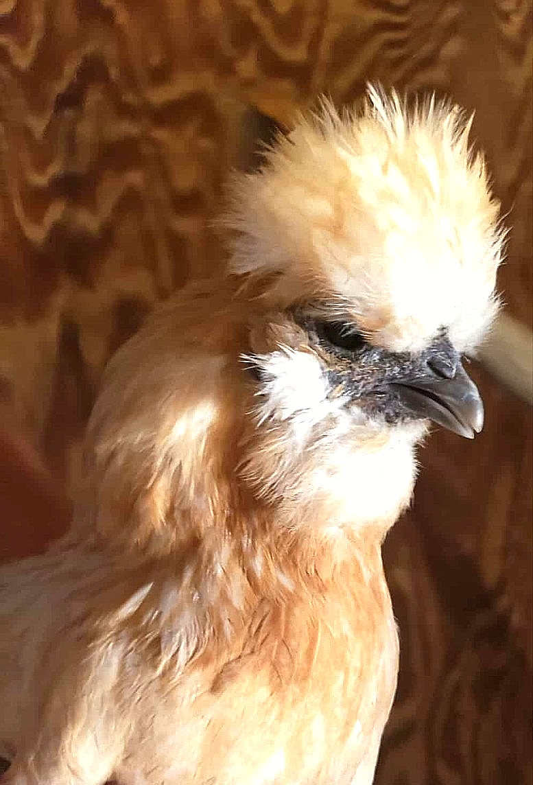 10+ BEAUTIFUL Silkie Hatching Eggs . Show Quality!
