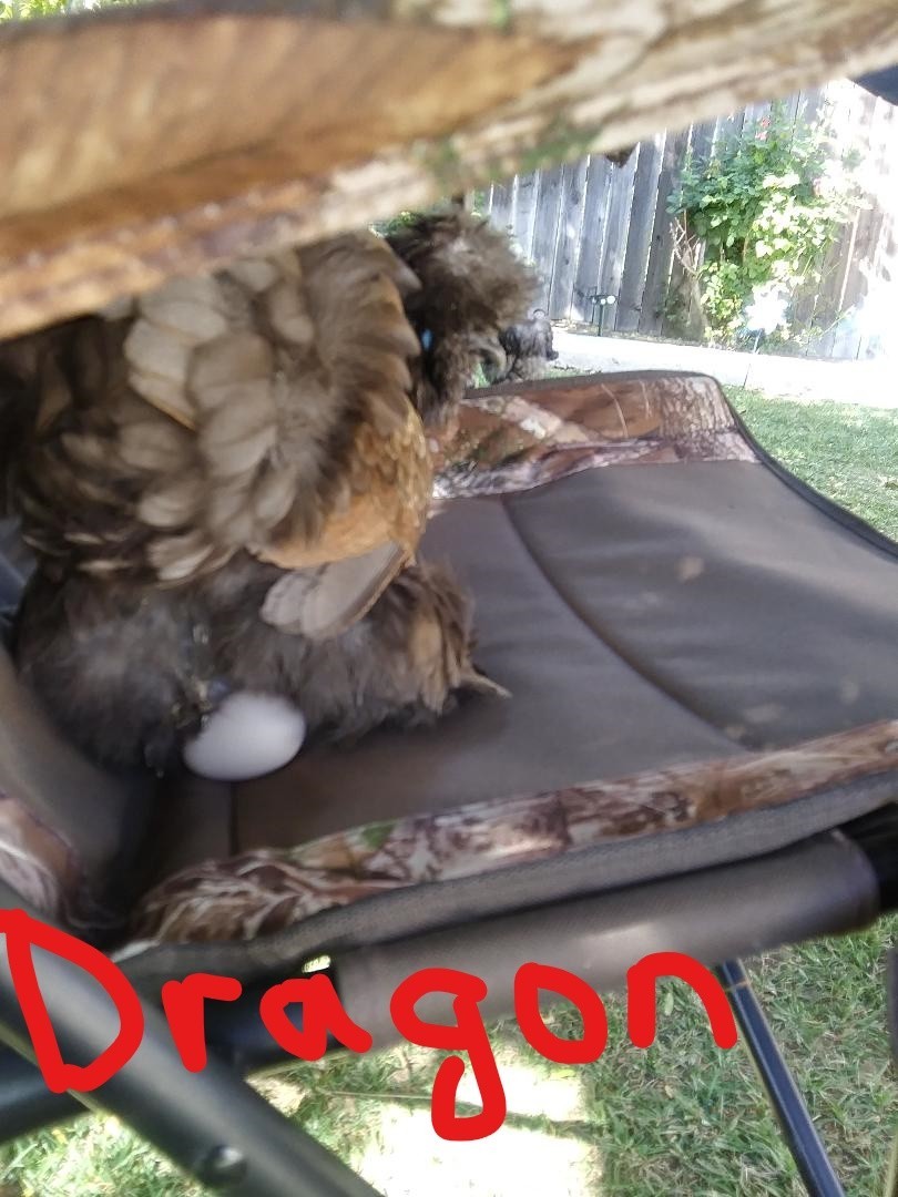 3 Silkie, Satin, Frizzle Hatching Eggs