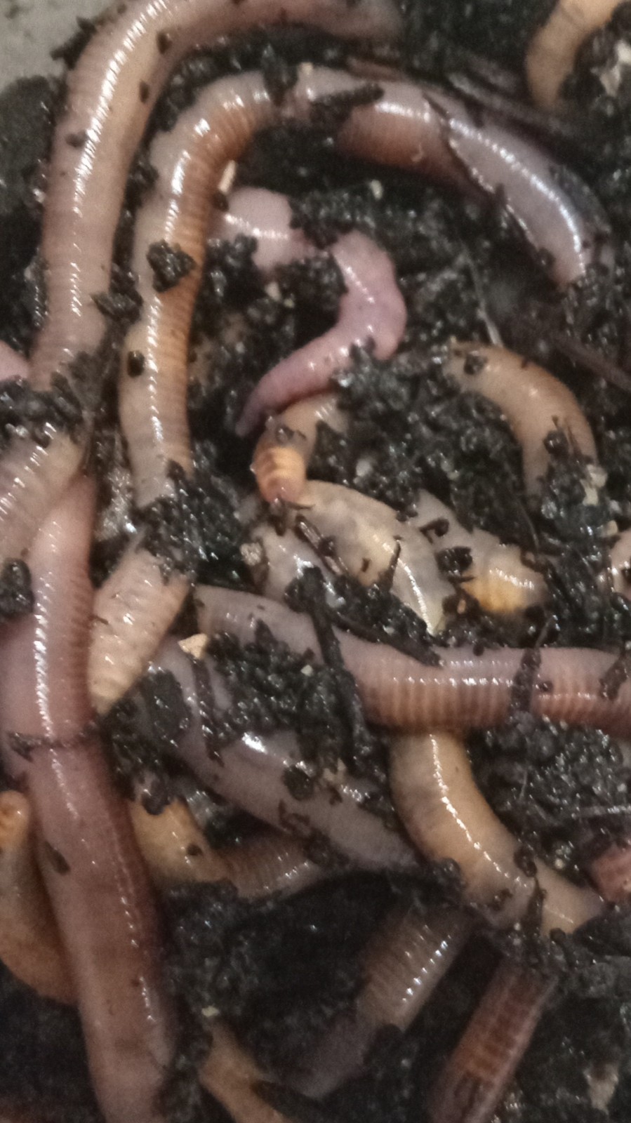 1/8 lb. Red Wiggler Worms for Fishing Bait or Pet Food/Treat (100-125 worms)