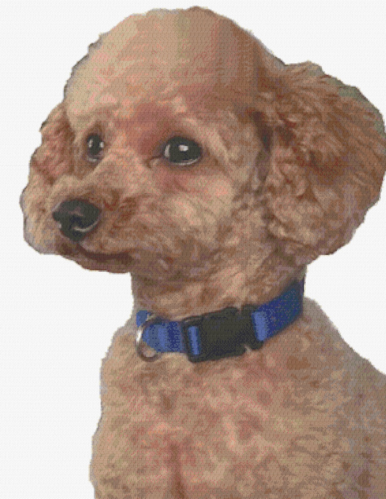 Tiger the Poodle Cross Stitch Design, Includes Full Pattern Keeper File + Photo