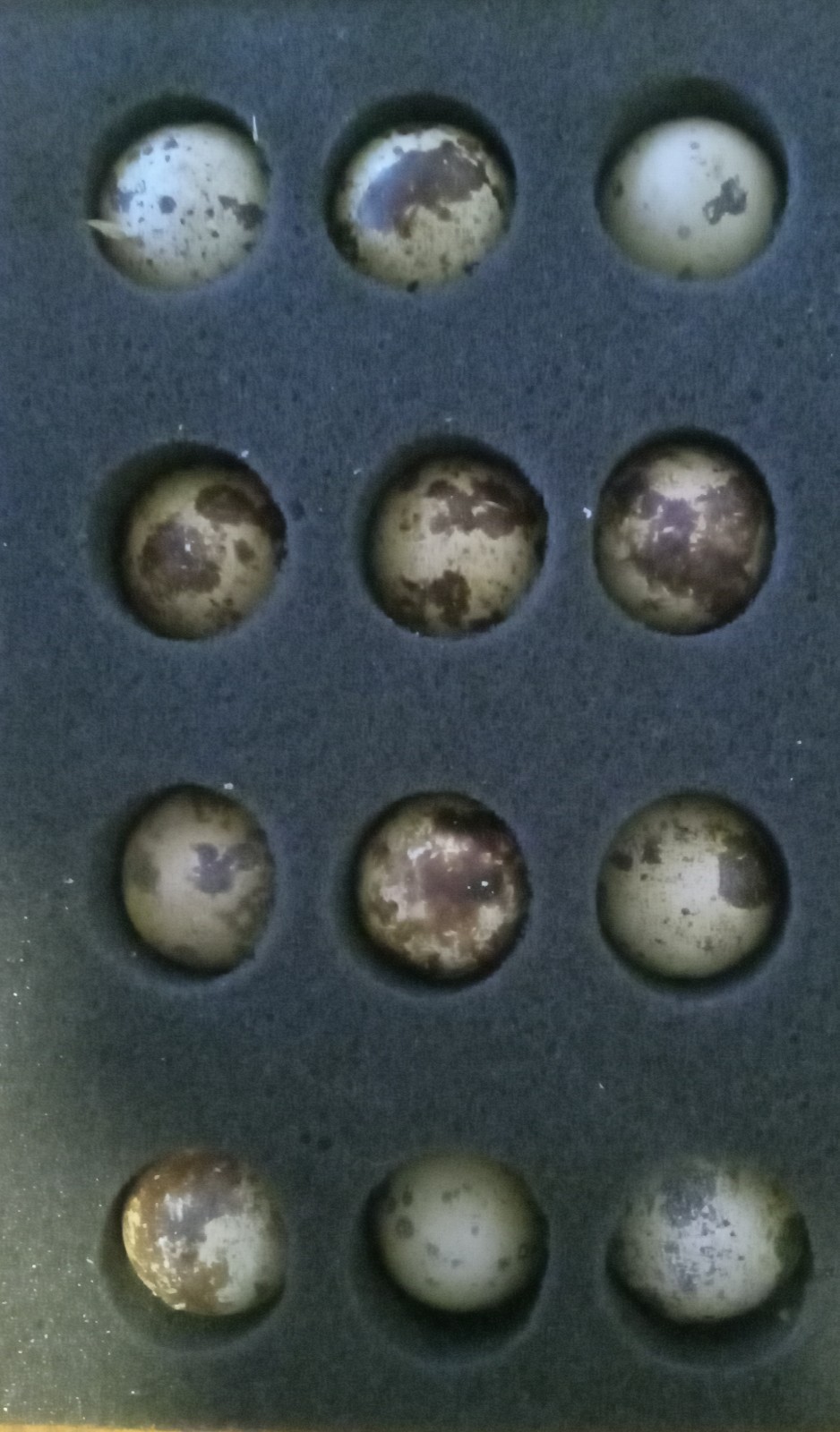12 Coturnix Quail Hatching Eggs, Party box
