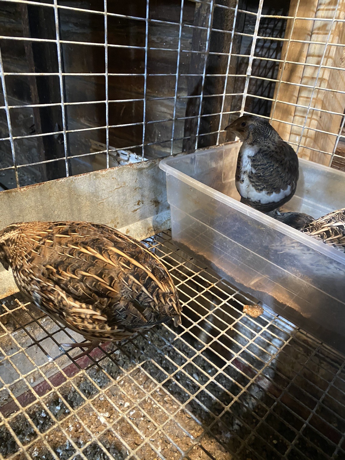 Quail Hatching Eggs with Natural Speckled Shells
