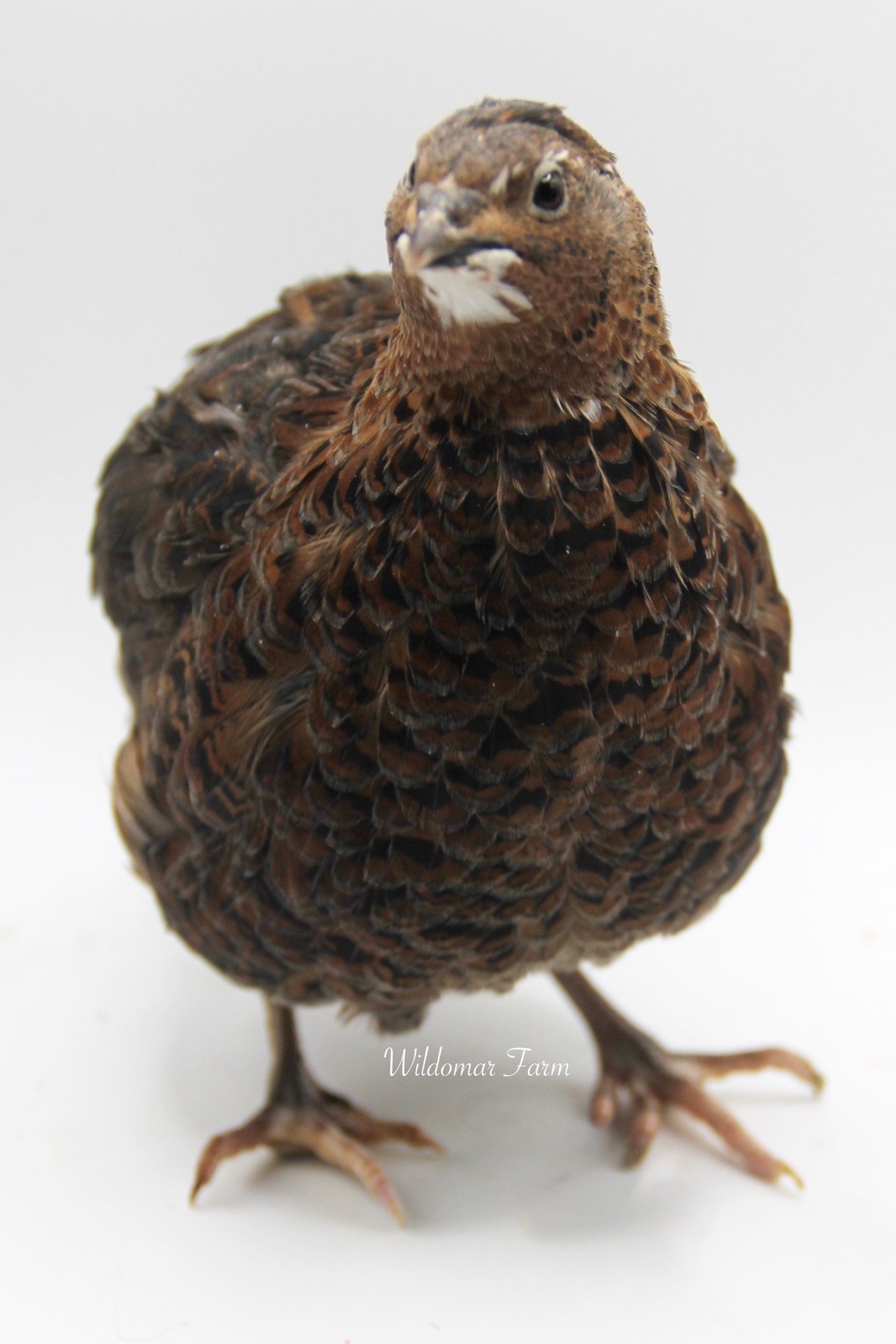 30+ Coturnix Quail Hatching Eggs