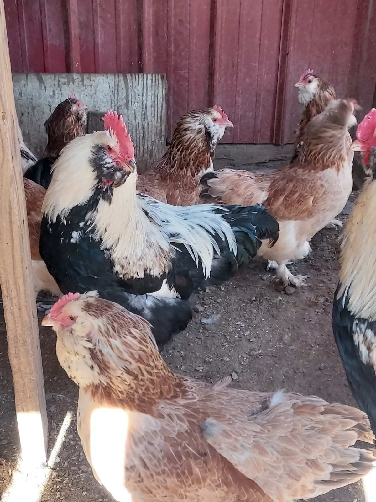 12 Purebred Salmon Faverolles Chicken Fertile Hatching Eggs! - Rare!