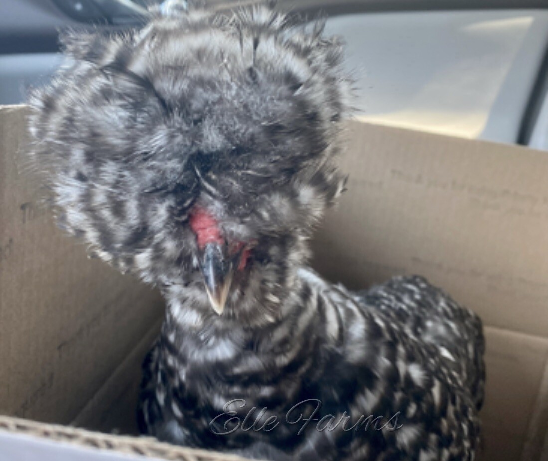 6 Show Quality Silkie & Showgirl chicken hatching eggs