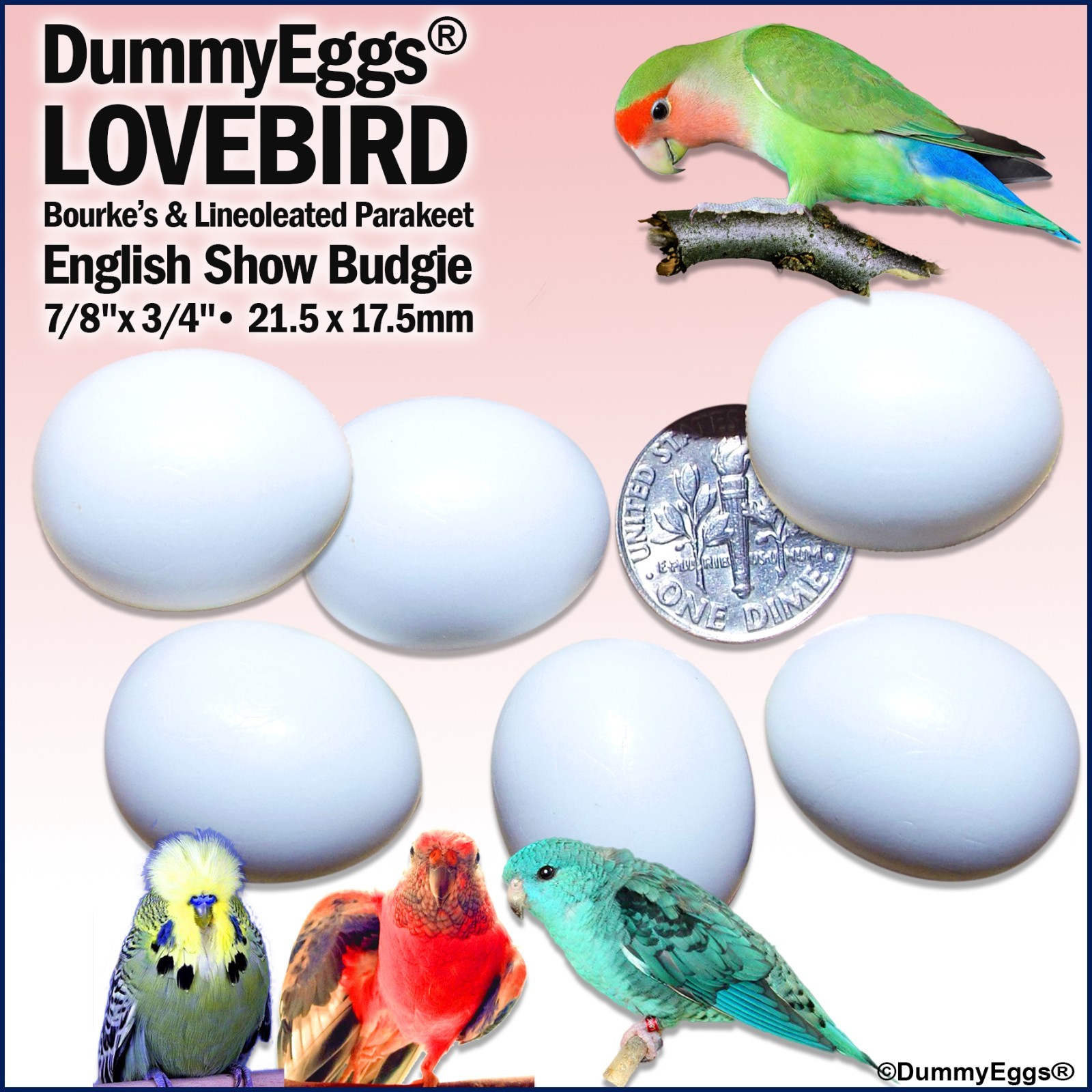 DummyEggs 6 PLASTIC LOVEBIRD EGGS STOP LAYING! Agapornis, Lineolated, Bourke USA