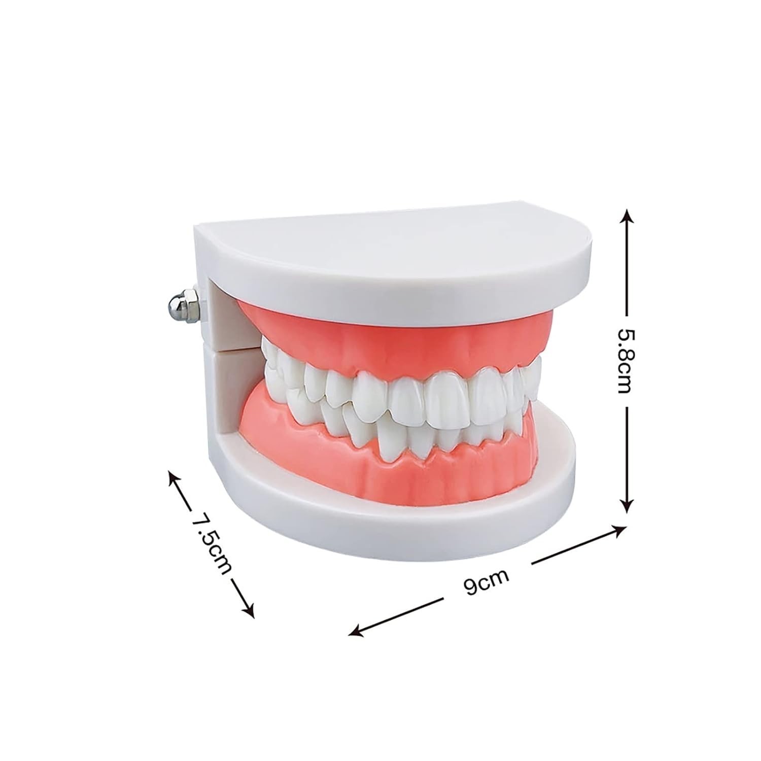 Standard Teeth Model, Kids Dental Teeth Teaching Brushing Model Teeth Study S...