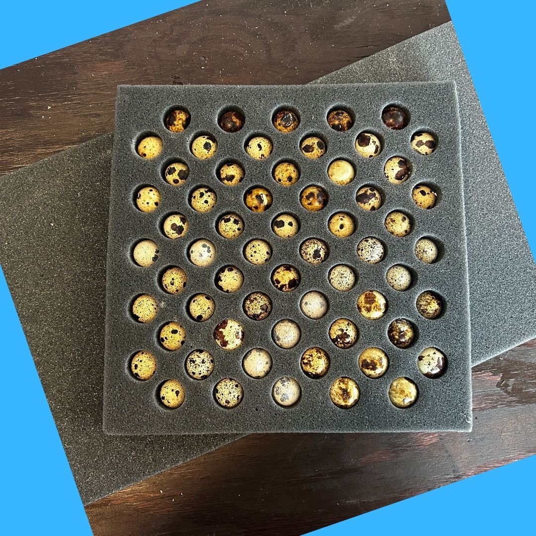 Quail Jumbo Shipper Set 60 hole---Free Shipping