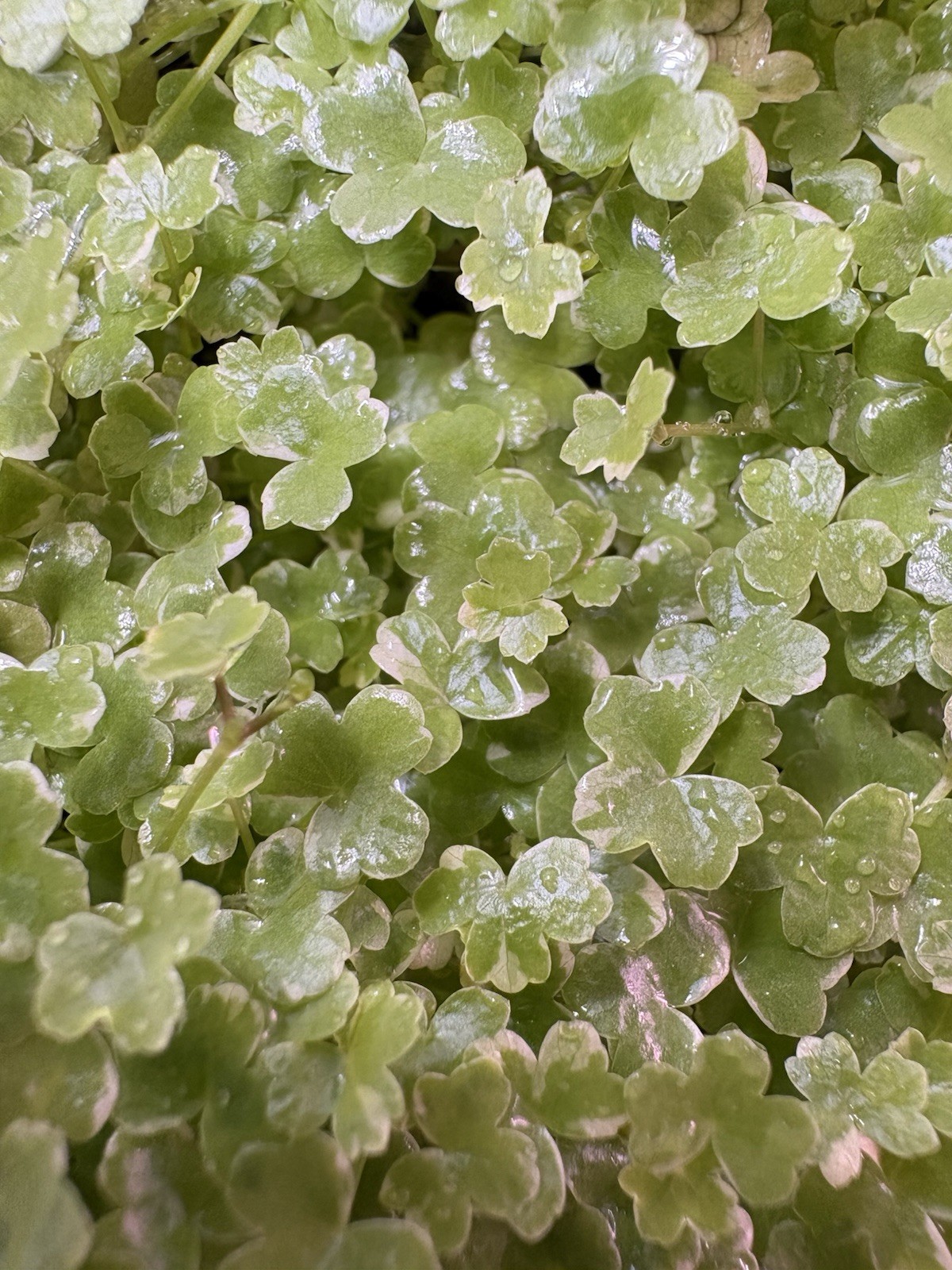 Hydrocotyle Tripartita Mini Variegated - Live Aquarium Plant - 3x3 Portion