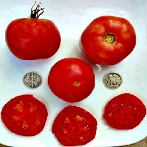 Burpee's Globe - Premium Heirloom - +25 Fresh Seeds - 10% off 3 or more items!
