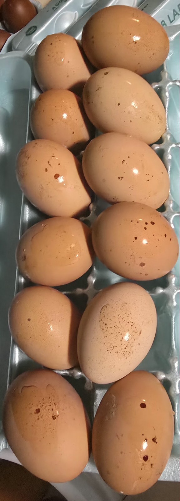 Speckled Dozen BYM