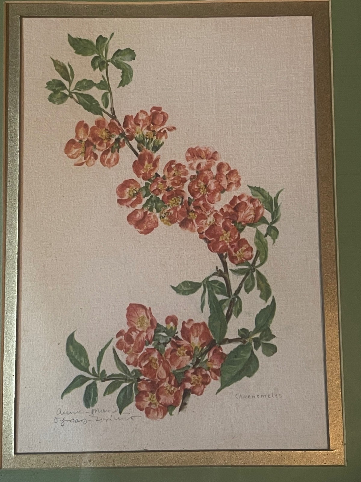 vintage wall art work gold green wood framed shabby chic Chaenomeles print READ