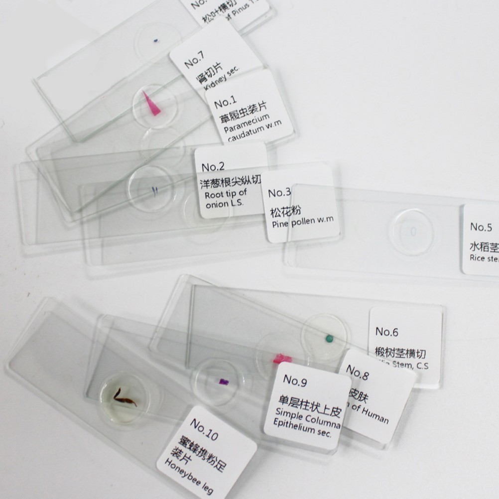 10 PCS/Set Specimen Slides for Microscope and Coverslips Concave