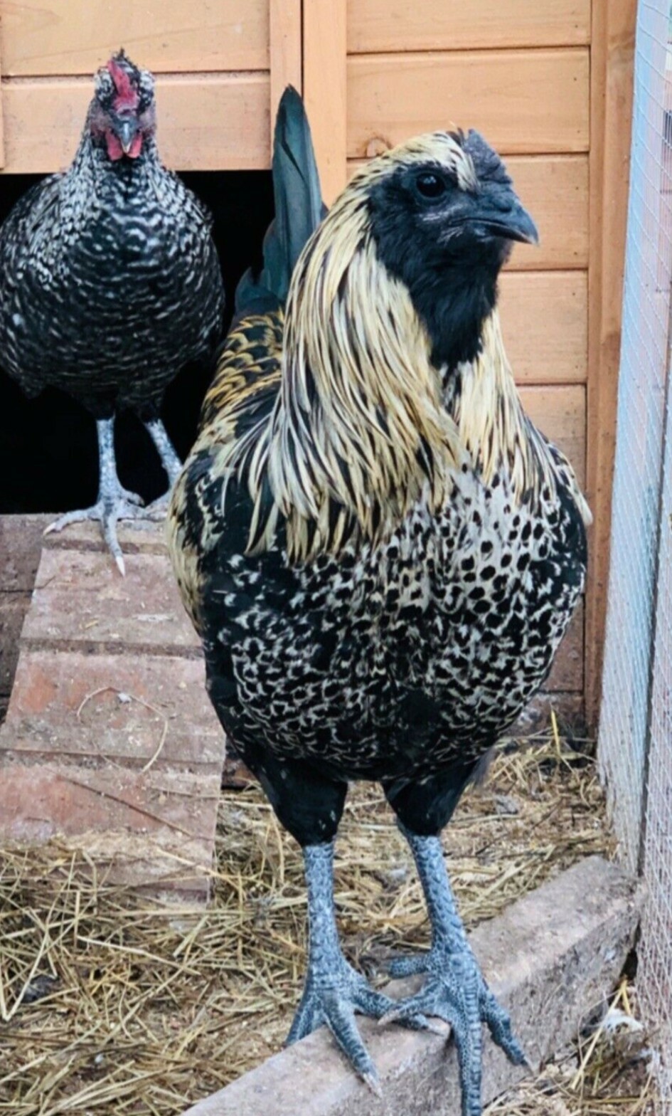 6 FIBRO EASTER / OLIVE EGGER -Fresh & Fertile Chicken Hatching Eggs