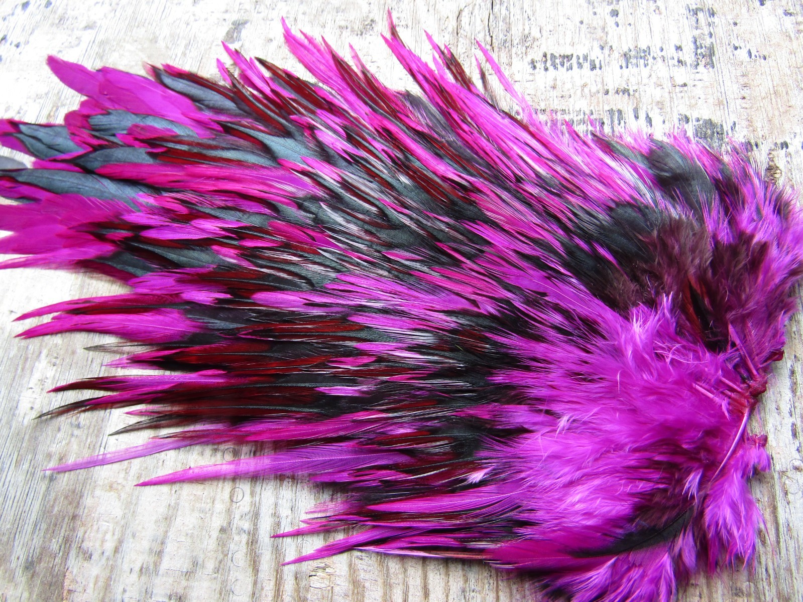 IFS Domestic Magenta splash cock saddle, hackle, Cape, Bumble.