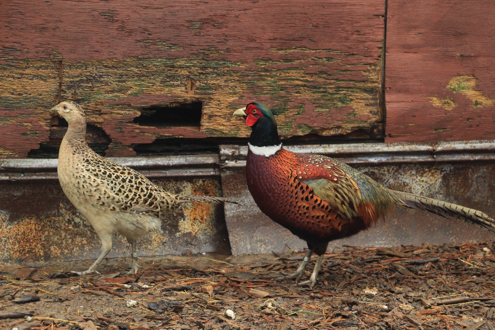 8+ Ringneck Pheasant Hatching Eggs – Fertile Eggs – Ready to Ship