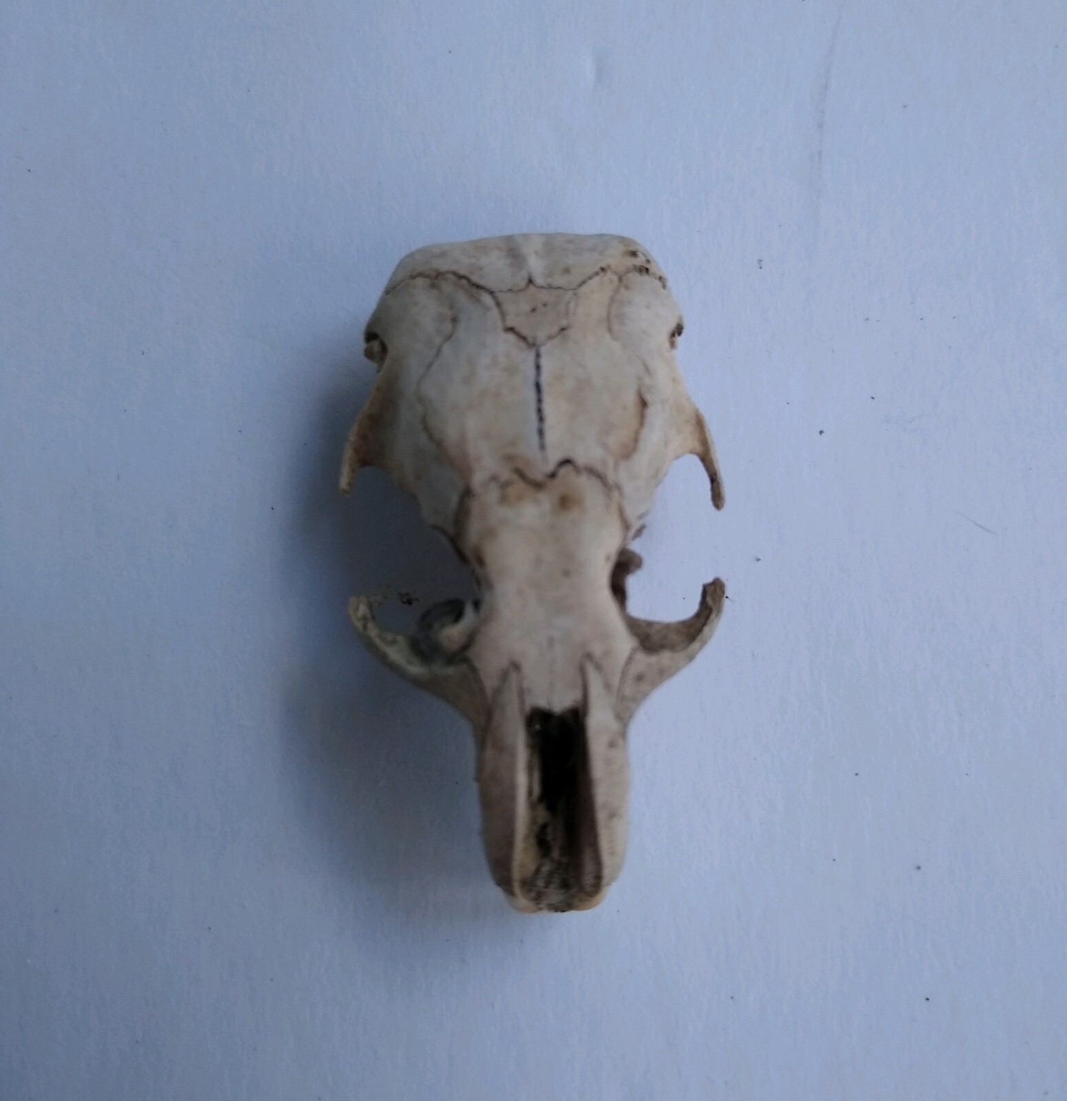 6 pellets (5 med/1 sm) Barn Owl Pellets+ a pkg of Bones & one Skull, Phoenix, AZ