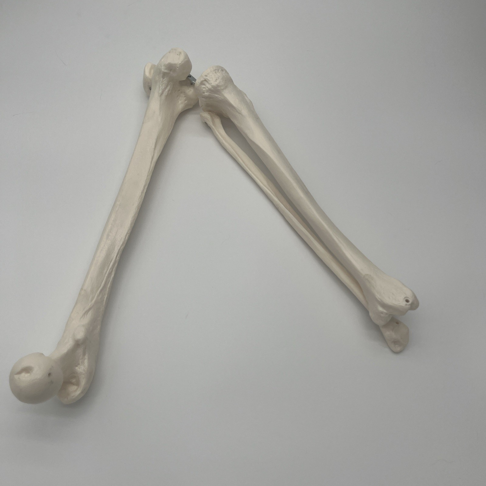 Anatomical Human Femur Fibula Tibula Bone Model - Medical Leg Skeleton Left Side