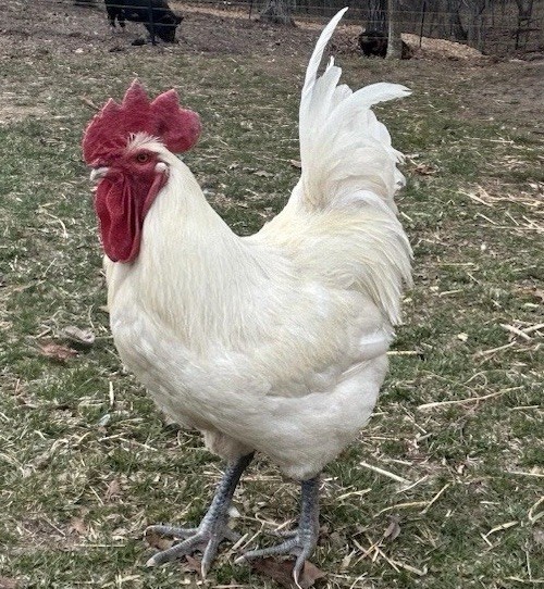 Custom 2 Dozen American Bresse Chicken Hatching Eggs –  NPIP 395