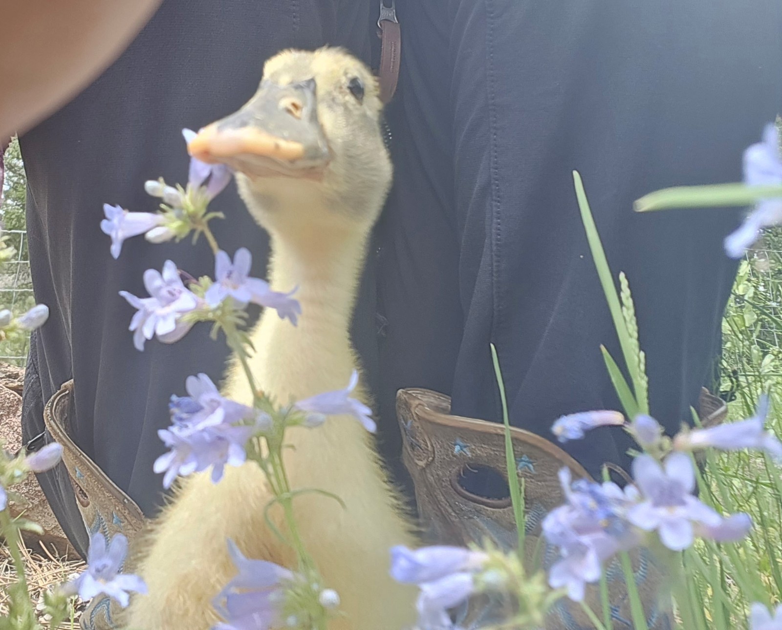 12 Duck Hatching Eggs- Domestic Barnyard Mix