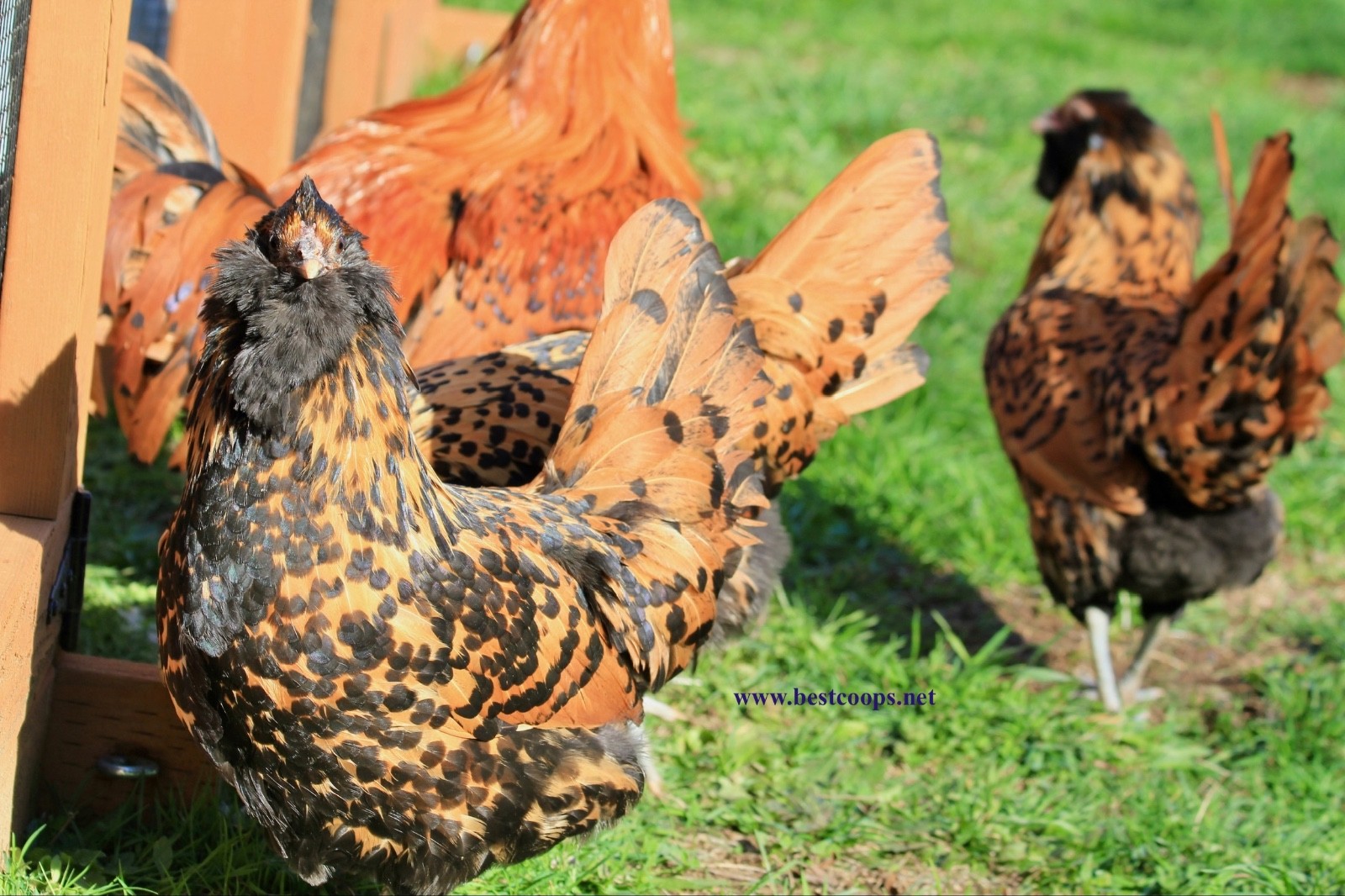6+ Gold Owlbeard Fertile Chicken Hatching Eggs