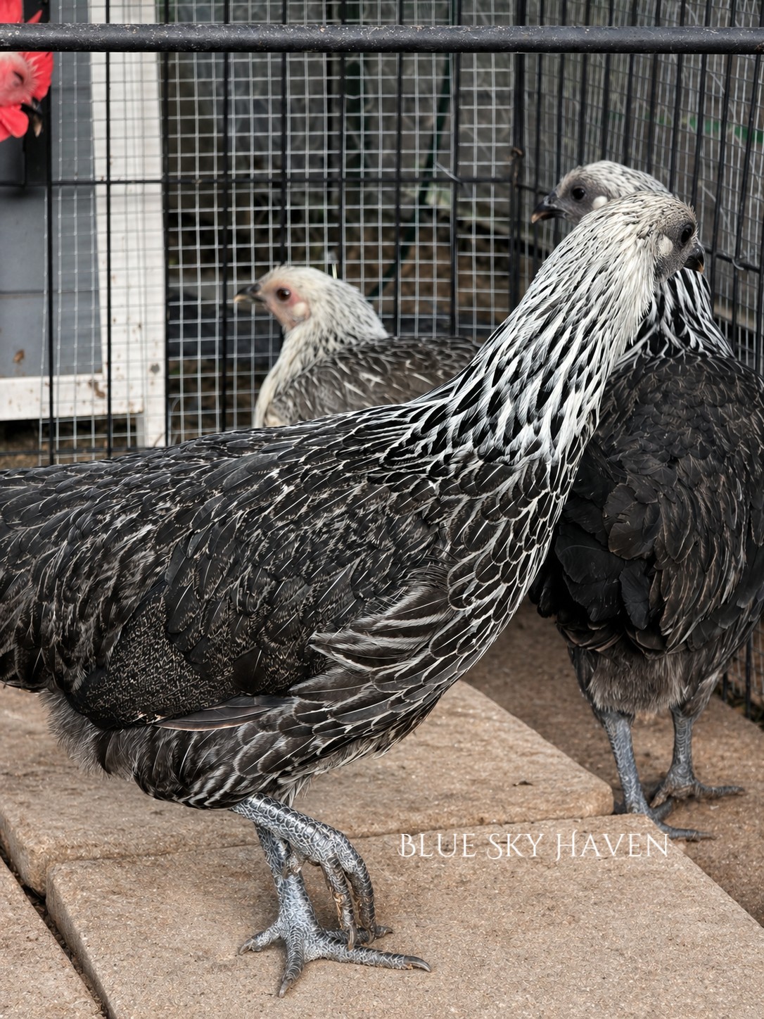 🔥RARE 12+ Hmong Hatching Eggs🔥 Original Laos Import - Pure Lines -