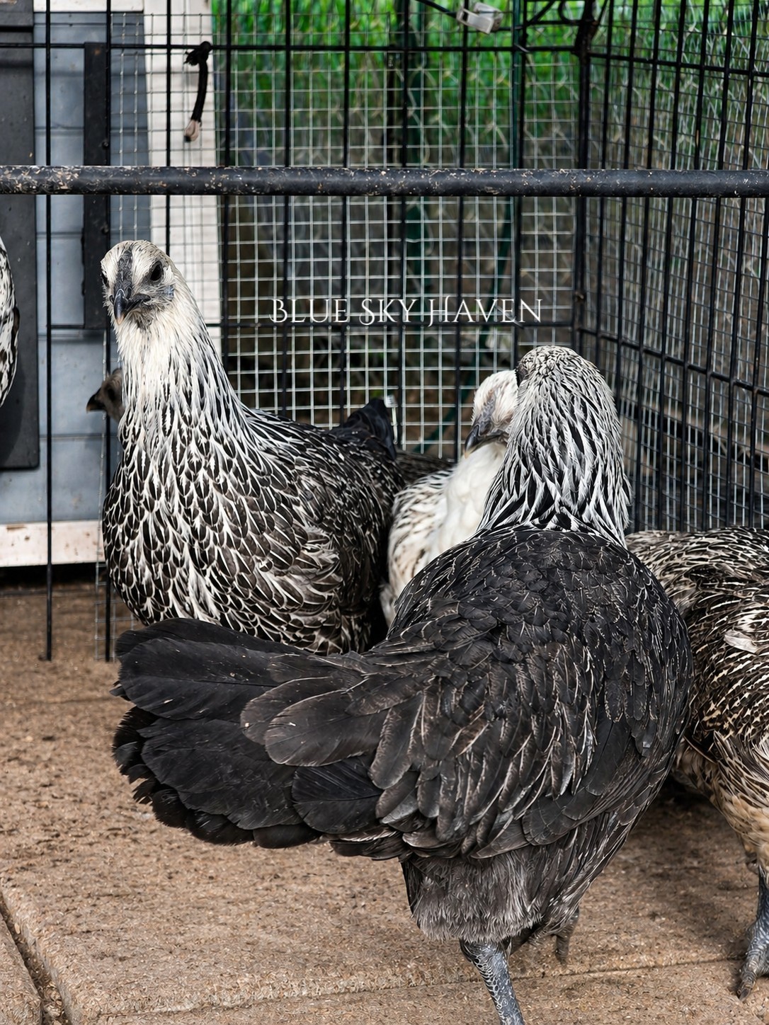 🔥RARE 12+ Hmong Hatching Eggs🔥 Original Laos Import - Pure Lines -