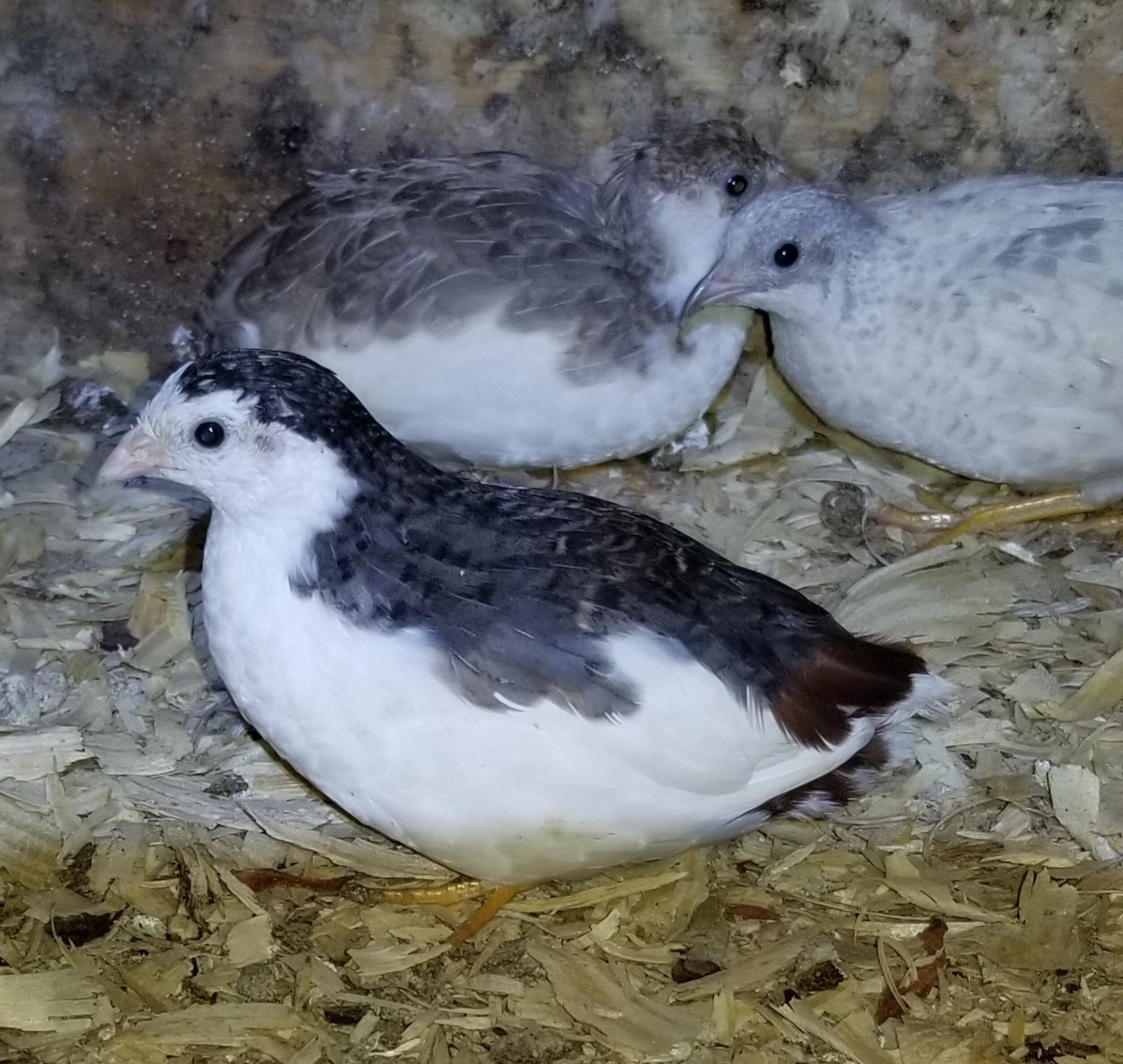 12 Button Quail Hatching Eggs
